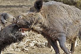 Wie Sie Eine Begegnung Mit Wildschweinen Unbeschadet Uberstehen Kuriose Tierwelt