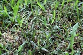 Check spelling or type a new query. Mold Turfgrass Disease Tips For Treating Slime Mold On Grass