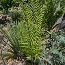 Image result for Cyamopsis serrata