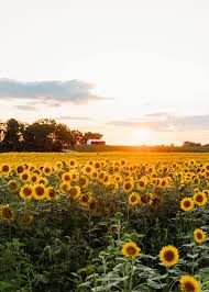 Profile for Dani T Photography