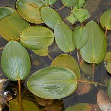 Image result for Potamogeton nodosus