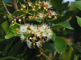Image result for Syzygium komatiense