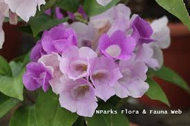 Image result for Mansoa