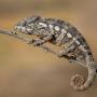 Profile Picture of Oustalet's Chameleon Info: Pictures, Temperament & Traits | PangoVet (@pangovet.com) on Google