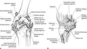 Schneller bessere ergebnisse aruba cloud. Mcl Knee Injuries Knee Sports Orthobullets
