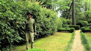 Any privacy garden designs you can share? Planting Techniques For Privacy Landscaping Designs Ideas Youtube