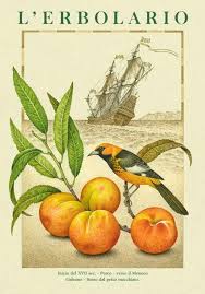 2015 Con Immagini Disegni Botanici Illustrazione Botanica Stampe Botaniche