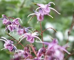 Epimedium grandiflorum 'Lilafee'