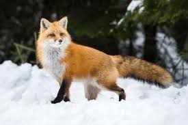 Red Fox Facts for Kids - All About Red Foxes