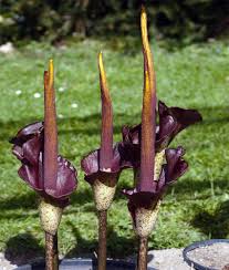 Price for package of 5. Voodoo Lily Bubs Http Centerofthewebb Ecrater Com Filter Php Keywords Voodoo X 0 Y 0 Lily Bulbs Corpse Flower Unusual Flowers