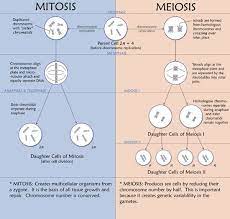 Meiosis Mitosis Biologieles Mitose Het Menselijk Lichaam