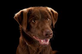 Image result for domestic dog