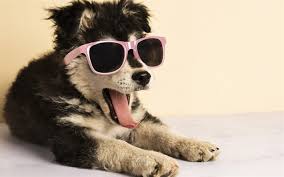 Check spelling or type a new query. Download Wallpapers Funny Puppy Husky Puppy In Sunglasses Cute Animals Small Dogs Puppies For Desktop Free Pictures For Desktop Free