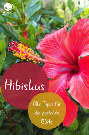 Hibiskus Alle Tipps Fur Die Perfekte Blute Plantura Hibiskus Pflanzen Hibiskus Garten Pflanzen