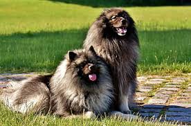 We imagine running through the fields with our longhaired friend, its tresses swept by the wind. Royalty Free Breed Long Hair Photos Free Download Pxfuel