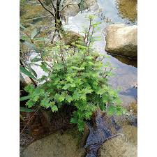 Image result for Hydrostachys polymorpha