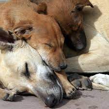 According to the scholars, the vermin of the earth such as snakes, scorpions, dung beetles, cockroaches, rats etc., are haraam. The Moment In History When Muslims Began To See Dogs As Dirty Impure And Evil Quartz India