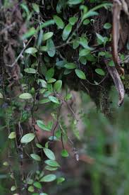 Image result for Solanecio cydoniifolius