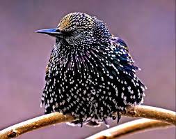 Перевод слова starling, американское и британское произношение, транскрипция, словосочетания. Timeline Photos How To Be Book Author Facebook Pet Birds Beautiful Birds Animals Beautiful
