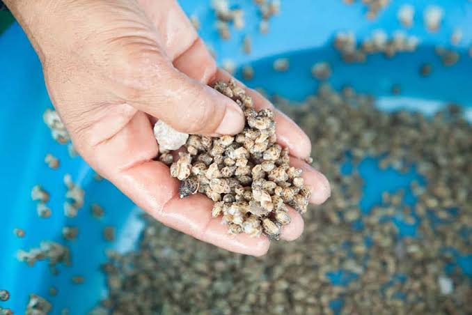Ốc Hương Giống Chất Lượng Cao