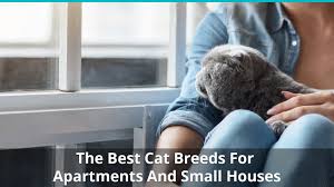 Cats seem to be the perfect apartment pet: The Best Low Maintenance Indoor Cat Breeds For Apartments And Small Houses