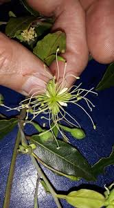 Image result for Cadaba kirkii