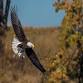 Migratory Bird Hike at Lake Renwick event image