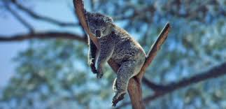 Australia is known for its exciting and diverse interestingly, more than 80% of australian animals are native to australia; Australian Animals Nfsa