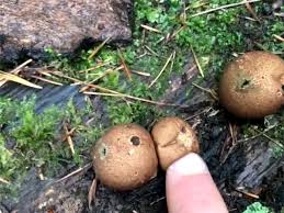 Huge, almost the size of a football. What S Coming Out Of That Mushroom Your Great Outdoors