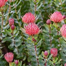 Image result for Leucospermum