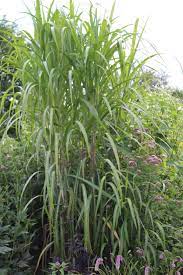 Check spelling or type a new query. China Schilfgras Kaufen Garten Von Ehren Qualitat Seit 1865 Garten Von Ehren