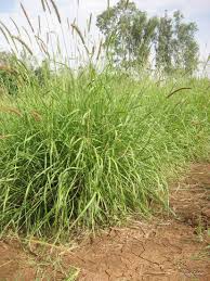 Image result for Panicum phragmitoides