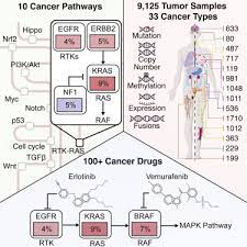 Mutual support means that you emotionally support your partner and she supports you. Oncogenic Signaling Pathways In The Cancer Genome Atlas Sciencedirect
