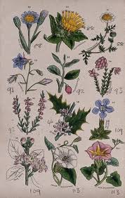 Image result for Menyanthaceae
