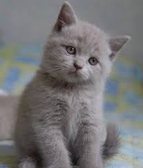 British Shorthair Lilac Kitten Chats Adorables Bebe Chat Chats Et Chatons
