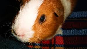 Rabbits and guinea pigs normally remove these directly. 24 Guinea Pig Food Brands Ranked From Best To Worst Pethelpful By Fellow Animal Lovers And Experts