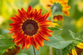 Particularly Eye Catching Helianthus Annuus Evening Sun Common Sunflower Is A Fast Growing Well Branch Red Perennials Types Of Sunflowers Pink Perennials