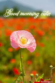 We understand imagination has a limit, and one can't below, given good morning messages, are good enough to make your girlfriend smile. Cute Good Morning Messages For Her Girlfriend Or Wife