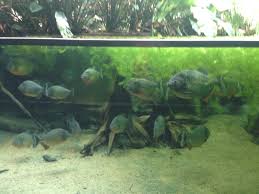 The first animals were donated by frederick william iv, king of prussia, from the menagerie at pfaueninsel island and pheasantry of the tiergarten. Ausflug Mit Kind Das Aquarium Im Kolner Zoo Erdgeschoss Bernd Gonzales