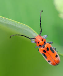 Milkweed Beetles Vs Bugs Loudoun Wildlife Conservancy