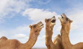 Looking for cfe trackid sp 006 login? Sustainable Fibres Camel Hair Humps And Fashion The Good Men Project