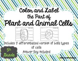 Animal cell anatomy activity key 1. Plant And Animal Cells Color And Label Parts By Rulers And Pan Balances