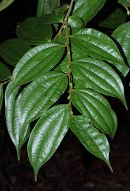 Image result for Anisophyllea boehmii