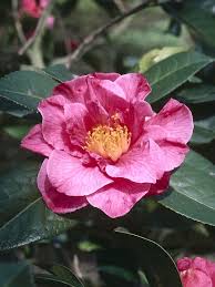 Pick The Perfect Large Shrub For Your Yard Shrubs Evergreen Flowering Shrubs Best Shrubs For Shade