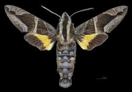 Image result for Macledium humilis