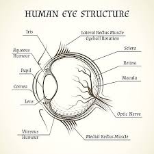 Vector Structure Of The Human Eye Human Eye Diagram Human Eye Basic Anatomy And Physiology