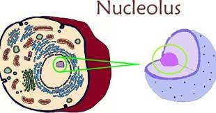 Nucleolus Structure Plant Cell Cell Letters
