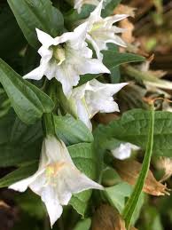 Image result for Gentiana asclepiadea alba