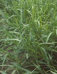 Image result for Urochloa dictyoneura