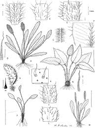 Image result for Elaphoglossum aubertii